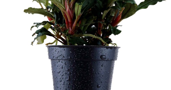 Bucephalandra 'Red'